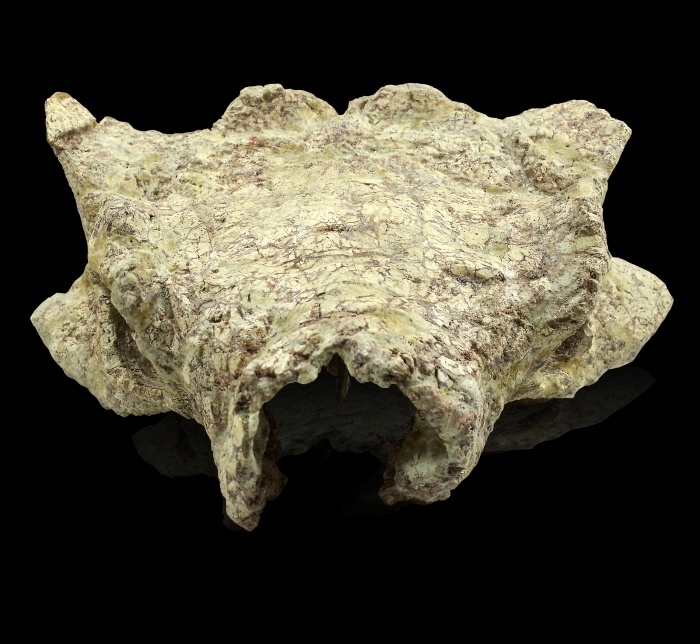 布氏克氏甲龙的头骨2