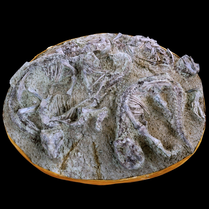 鹦鹉嘴龙（幼年）