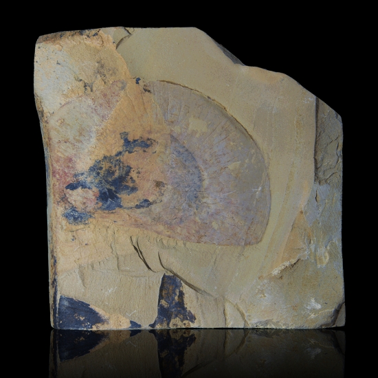 真形伊尔东体06