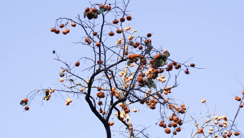 7B153CA1E199F11206A6DBA6300E7796