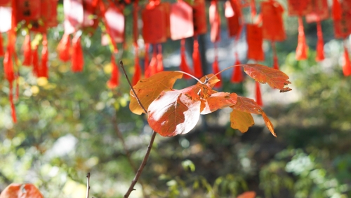 DB6AD976ADE63B457B9662975CF5F909