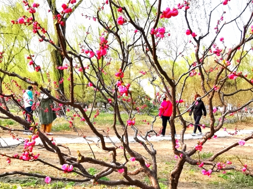 刘淑芳--隔花看疫情下放风的人儿